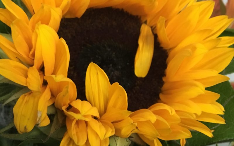 Kontaktstelle für Selbshilfegruppen in Halle und dem Saalekreis